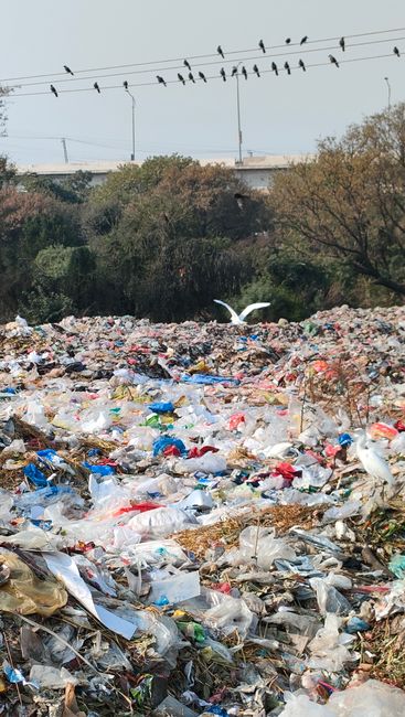 A large landfill site or rubbish dump with a dense accumulation of mixed waste materials including plastic bags, bottles, paper, and packaging debris scattered across the ground in the foreground. The waste appears uneven and chaotic, covering the entire visible area with some items partially buried or intertwined. In the middle distance, several white birds, likely seagulls, are seen foraging among the rubbish. Behind the waste, there are trees and shrubbery with brown and green foliage, indicating an outdoor environment with natural elements contrasting the clutter of discarded materials. In the background, a section of an overpass or bridge with visible support pillars and a metal railing is present, along with a clear sky. Overhead, multiple power lines run horizontally across the top of the image, with a row of black birds perched along them, adding to the scene’s natural and infrastructural elements. This image underscores the importance of alternative waste handling methods, such as private rubbish collection, supported by services like Rubbish Collection Hounslow, to prevent illegal dumping and environmental contamination.