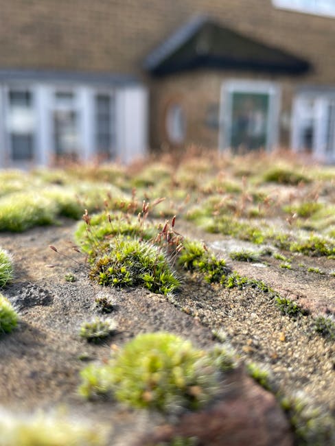 Close-up view of a weathered, flat surface of a roof or wall with patches of green moss growing in various clumps and thin tufts across the surface, which appears to be made of dark, rough-textured material, possibly slate or asphalt. The moss has a vibrant, soft texture with small, delicate stems with reddish tips extending upward. In the background, a blurry residential house with brick exterior walls, white-framed sash windows, and a sloped roof is visible, indicating an outdoor setting in a suburban area. The lighting suggests natural daylight, highlighting the contrast between the moss's lush green colour and the darker, gritty surface beneath. The overall scene portrays an environment where moss growth indicates moisture retention and age of the surface, reflecting natural accumulation, with no immediate signs of recent cleaning or maintenance. Rubbish collection services like those offered by Rubbish Collection Hounslow specialize in managing waste, including cleaning such surfaces from moss and debris, supporting environmental upkeep and property maintenance.